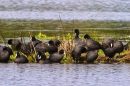 Fisher’s Wetland