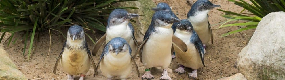 Phillip Island Penguin Parade Fairy Penguins Discount Tickets And Prices