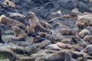 Phillip Island Seal Cruise 062