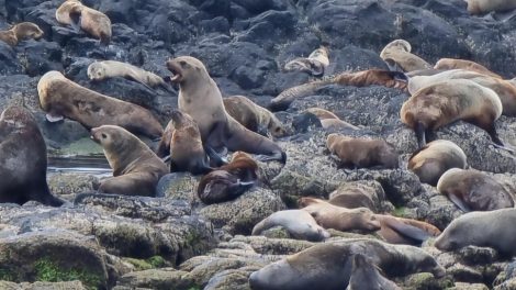 Phillip Island Seal Cruise 062
